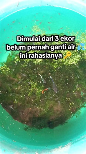 Beberapa tips agar guppy sehat tanpa perawatan air 1.Pakai tanah -di dalam tanah terdapat nutrisi buat tanaman dan bakteri baik alami sebagai pengurai amonia menjadi nutrisi 2 tanaman air Moss & riccia - sangat mudah di jumpai di sekitar kita., dan berperan dalam ekosistem air dalam menyerap nutrisi secara maksimal, sehingga pertumbuhan alga tidak optimal 3.cukup tambah air - air yang stabil adalah kondisi yang ideal untuk ekosistem bakteri baik, tanaman dan ikan., proses yang berulang saling me
