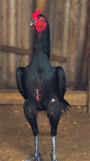 Gunaseelan S | Sevalsandai 🐓 Sandaiseval 🐓 Kattuseval 🔥 Rooster 🐔 Seval lovers ❣️ Happiness ❤️‍🩹 Dream 😇 | Instagram