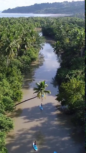 9.3K views · 734 reactions | Thousands of palm trees flanking the winding Wanukaka river creates the most scenic of journeys. One of the most unique ways to explore Sumba’s wild terrain is the stand up paddle board excursion. Navigating along the natural river that immerses you through the island’s natural terrain is a memorable experience that will stay with you for years. . #nihigram by @childsphotos | NIHI | Facebook