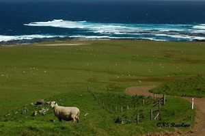 Chatham Islands - Alchetron, The Free Social Encyclopedia