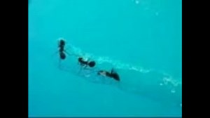 【あり動画】　Work of ant.　【蟻動画】