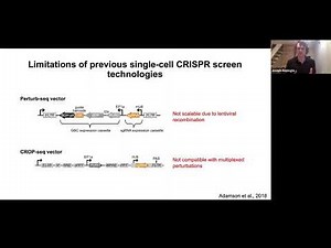 Scalable & combinatorial single-cell CRISPR screens by direct gRNA capture & targeted sequencing