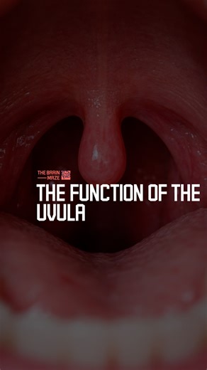 The Function of the Uvula - The uvula is a small muscular, gland-rich structure suspended from the soft palate that helps close off the nasopharynx during swallowing, maintains throat moisture through mucus secretion, and contributes to vocal resonance, functions that can be temporarily affected if it is surgically reduced or removed. just retext shorter | The Brain Maze