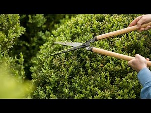 Beginning Cloud Pruning Boxwood