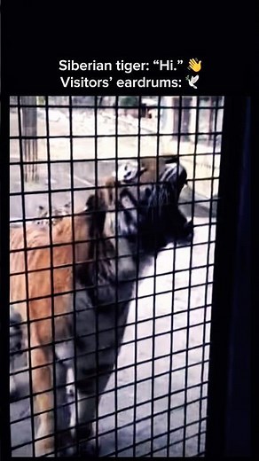 Siberian Tiger Roar Shocks Zoo