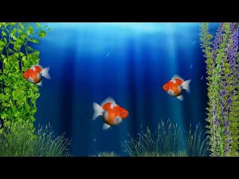 ▶️ Aquarium Ambience. Goldfish Tank Sounds. Virtual Aquarium. 12 Hours. 🌏