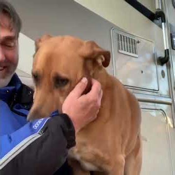 Helping your dog in crisis with hoistic dog training approach