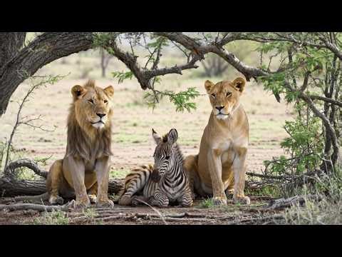 Lion Pride Meets Newborn Zebra | Unexpected Calm Moment in the Wild Savannah.