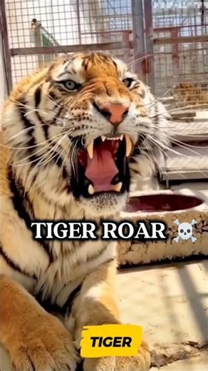 Big cats roar #trending #cheetah #leopard #jaguar #lion #tiger #wildlife #youtubeshorts