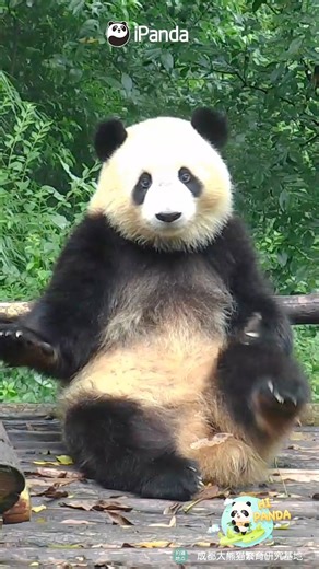 31K views · 1.7K reactions | Look at how this panda is scratching its leg, rubbing its nose, and then resting its hand on the frame, just like a human being. (Qi Xi) #cutenessoverload #cute #adorable #panda #HiPanda #PandaMoment #ChengduPandaBase #PandaFun For more panda information, please check out: https://en.ipanda.com | iPanda | Facebook