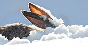 Snow bunnies: Cold, wet and stormy Easter ahead for Tassie