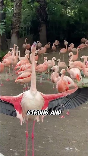 Why Flamingos Turn Pink – And How They Care for Their Babies ❤️