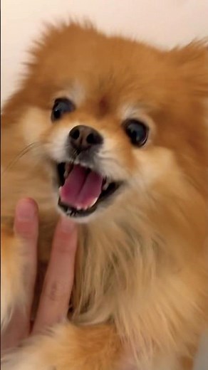 WEEKLY VLOG WEEK 2/53 #vlog #weekly #blog #dog #aachen