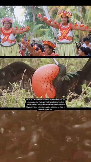 Kiribati Dance: Celebrating Micronesian Culture with Te Karuru and Frigate Bird