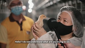 Can you imagine a world without chickens or eggs? Well, neither can we! Go behind the scenes at Chew's Egg, one of Singapore’s largest egg farms, and discover what it means to engage in humane egg farming and the importance of supporting local to secure our local food supply. Watch the full video at https://bit.ly/3y5juYH Support our local farmers and check out their produce available at our stores! #FromSGtoSG #SGfoodsecurity #30by30 | NTUC FairPrice