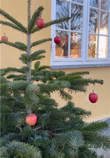 This year for Christmas we decided to adventure to Denmark. 🇩🇰 | denmark