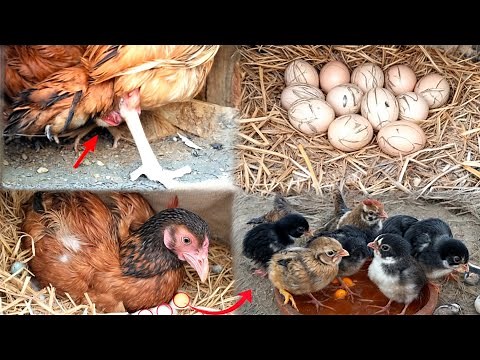 "From Egg to Chick | 21 Days Journey of a Broody Hen | Real Life Chicken Hatching Documentary"