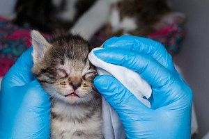 Conjonctivite chez le chat - Traitement, symptômes et causes