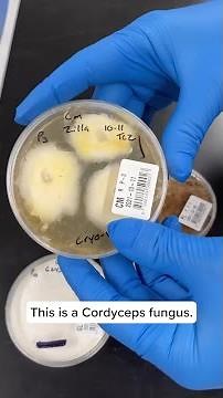 Mycelium Cultures in lab at Fungi Perfecti, LLC