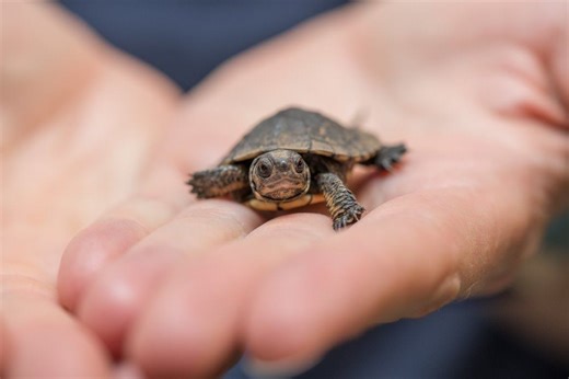 183K views · 23K reactions | 20 tiny endangered turtles are making themselves at home in the zoo's conservation lab and it's turtle-y cute  | Oregon Zoo | Facebook