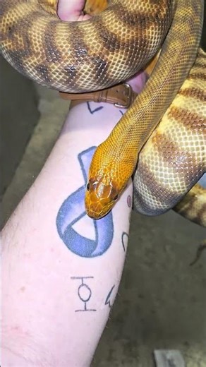 What a beautiful Snake Woma Pythons are 🐍#snakes