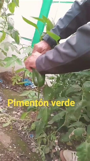 #pimentón