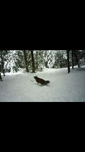 Pine marten chasing a rabbit. #pinemarten | Dannyboy Wildlife