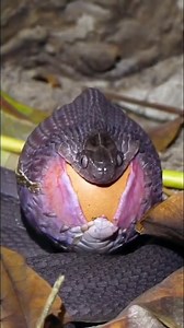 579K views · 1.2K reactions | Animals HD on Reels | Facebook