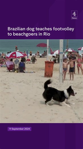 A Brazilian Border Collie named Floki has gone viral for teaching beachgoers in Rio how to play footvolley, part soccer, part volleyball, but players aren't allowed to use their hands or arms. Floki has gained thousands of followers on social media for his impressive athletic skills. | Channel 4 News