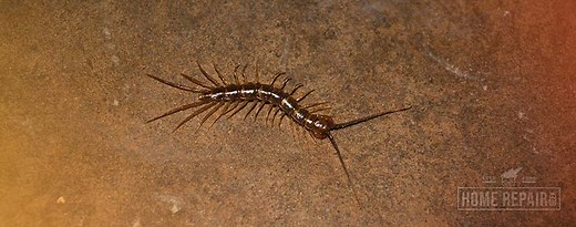 Get Rid of Millipedes in Your House: 9 Useful Methods | Home Repair Geek