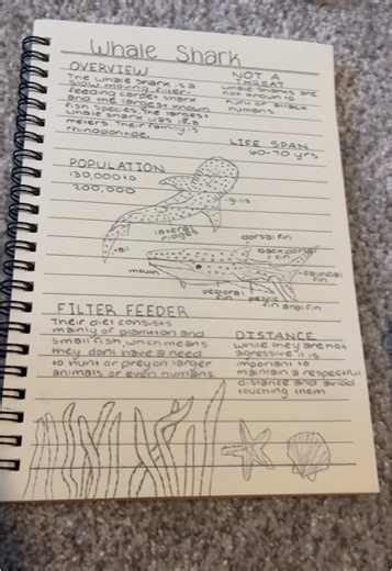 Marine Biology Journey: Exploring Whale Sharks