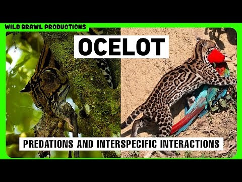 Ocelot VS Jaguar, Puma, House Cat, Tayra, Fox, Anaconda, Coati, Peccary, Tamandua, Skunk, Tegu etc