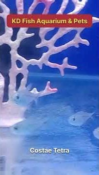 “Aquarium lovers ke liye special stock 🔥 🐠 Latest Aquarium Fish Collection |