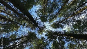 Walking in a fir tree forest in the beautiful Swedish springtime. Camera pointing up towards the sky and treetops. Slow motion footage. Swedish nature. Looking up.