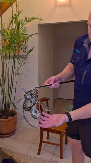 “Snake Found Inside Home! Professional Handler to the Rescue 🐍”