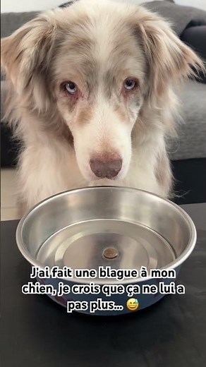 Je prank mon chien 😂