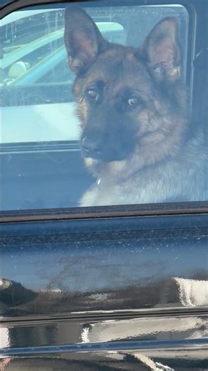 German Shepherd appears to “drive” car in Petrozavodsk, Russia