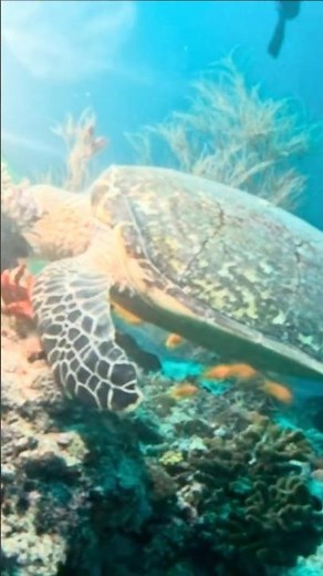 Hawksbill Sea Turtle Feeding on the Reef #SeaTurtle #ScubaDiving #Underwater #CoralReef