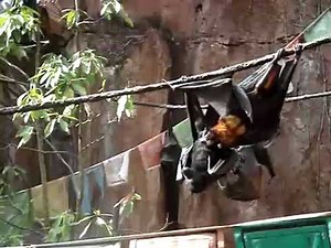 Gay Grey Headed Flying Fox plays with some straight bat, licky licky! nom nom nom, ROFL