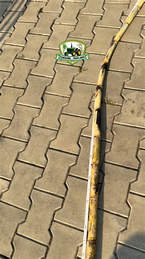 Randhawa_Croplands on Instagram: "@randhawa_croplands #up26wale #farming #khetibadi🌱🌾 #trendingreels #pind #trending #sugarcane #viralvideos #indianfarmer #viralreels"