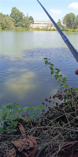 Fishing for Tiny Tilapias at Mutito Ridge in Runda