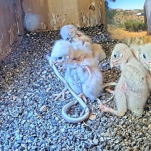 2.9M views · 10K reactions | review bird life in nest, mother father bird and baby bird daily life Ep355 #motherbird #birdlovers #babybird #relax #birdsounds #lifewithbirds #birdphotography #holiday #birdnest #nature #birdsofinstagram #birdlife #naturelover #reviewbirdnest #viralvideo #birdwatching #lifewithbirds #birds #wildlife | Luck16 | Facebook