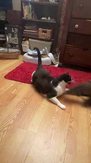 Crystal Catfight: The Battle for Alpha Day 92