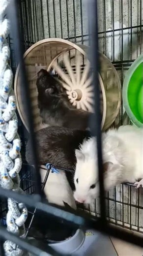 Pets🐹 hamsters, playing and spinning a running wheel- Домашние питомцы хомяки играют и крутят колесо