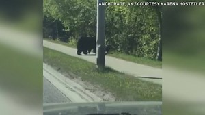 CUTE VIDEO: Even mama bears have to deal with unruly kids sometimes! Four lanes of traffic came to a stop when a mama black bear had to get her cubs out of the road. A line of cars patiently wait as she carries one in her mouth, while the other cub follows closely behind until they're safely back in the woods. | 11Alive