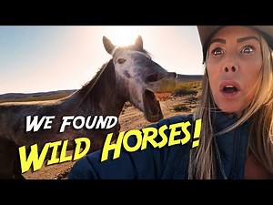 We Found Wild Horses! - PSYCHOACTIVE CIRCUS ADVENTURES - With Tabitha Stevens & Gary Orona