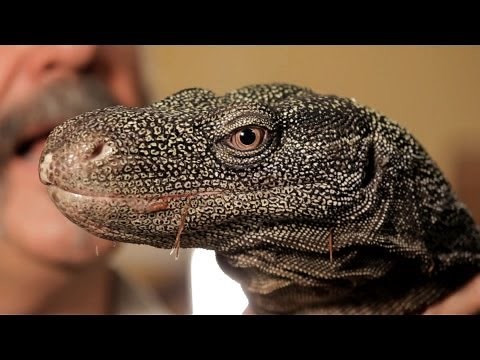 5 Cool Facts about Monitor Lizards | Pet Reptiles