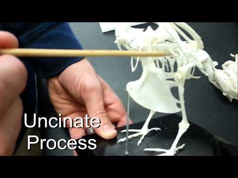 Bird Skeleton