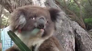 Find out why this kross-eyed koala from Kangaroo Island has this quirky facial movement: http://bit.ly/24uHyQm | The Islander
