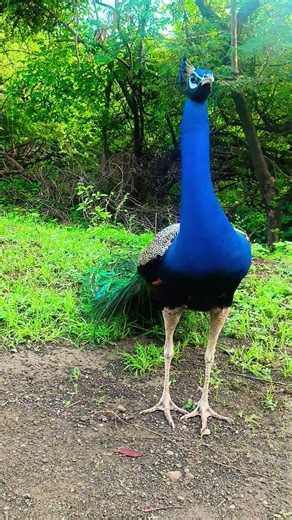 😱😱 OMG blue peacock is very near to me 😱😱